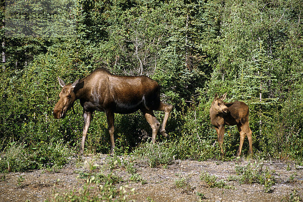 Kuh neben Parks Highway Denali NP AK