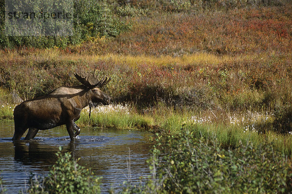 Bull Moose Exits Teich in der Nähe von Eielson Visitor Center AK im Denali NP Sommer