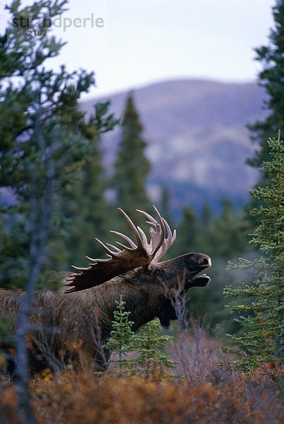 Bull Moose Calling Denali Nationalpark AK