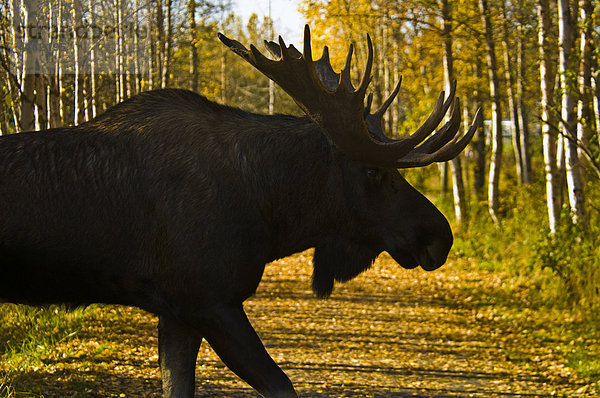 Silhouette der ein Bull Moose crossing eine Spur ein bunter Herbst in South Central Alaska