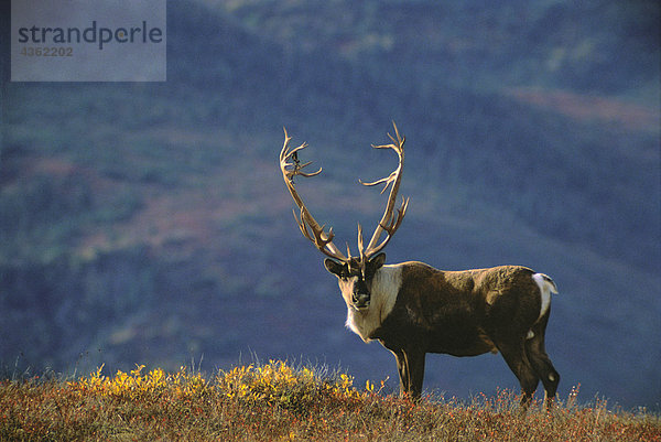 Caribou auf Ridge fallen Farben Alaska