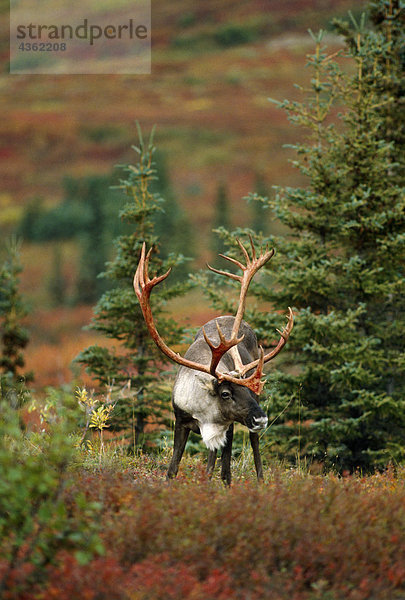 Adult Caribou fallen Inland Alaska