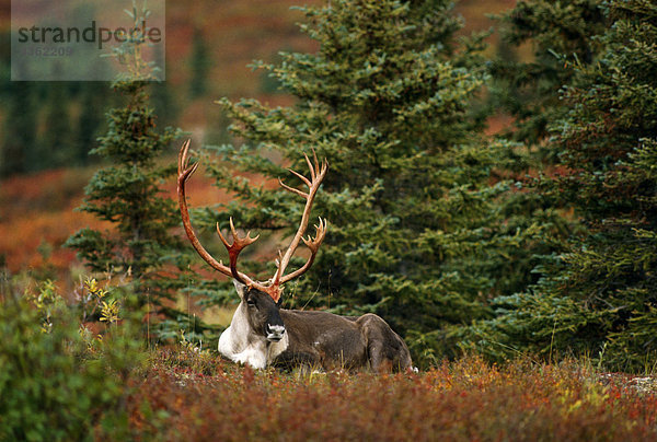 Adult Caribou fallen Inland Alaska