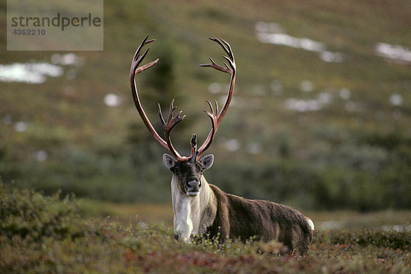 Adult Caribou fallen Inland Alaska