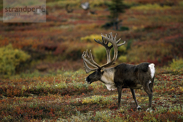 Adult Caribou fallen Inland Alaska