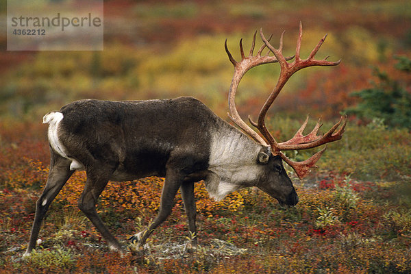 Adult Caribou fallen Inland Alaska