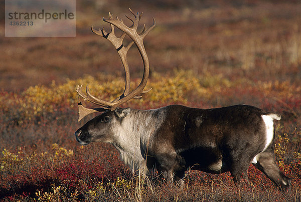 Adult Caribou fallen Inland Alaska