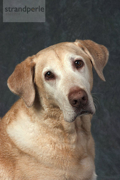 Studio Portrait Yellow Labrador-Apportierhund Alaska
