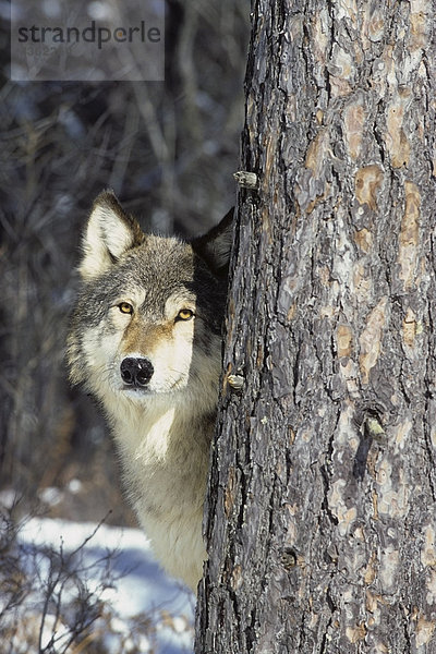 Wolf von hinter Baum Winter. Captive