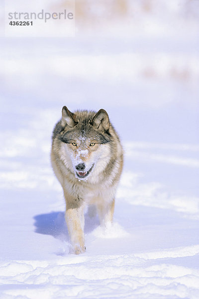 CAPTIVE Wolf Wandern im Schnee Winter