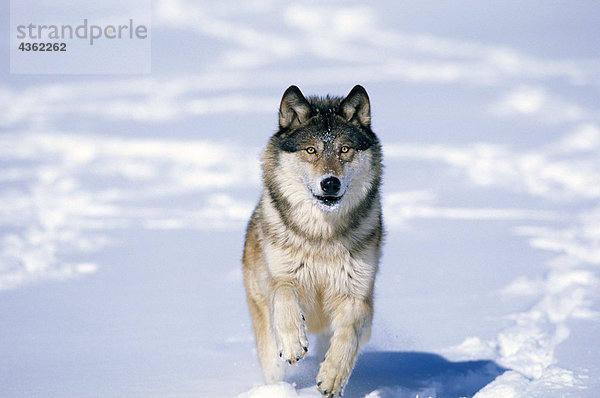 CAPTIVE Wolf Wandern im Schnee Winter