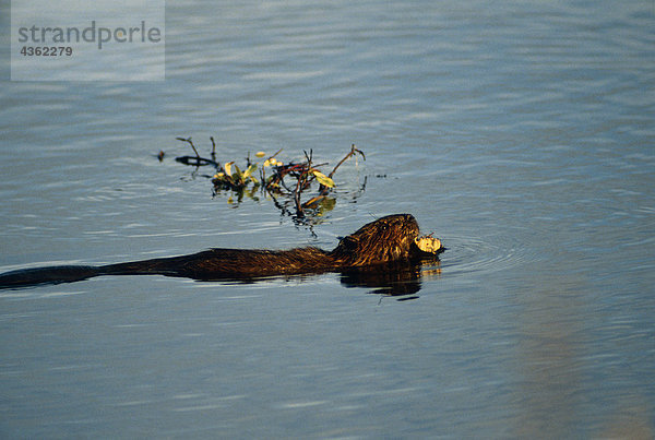 Beaver schwimmt w / Willow Niederlassung in Teich Alaska