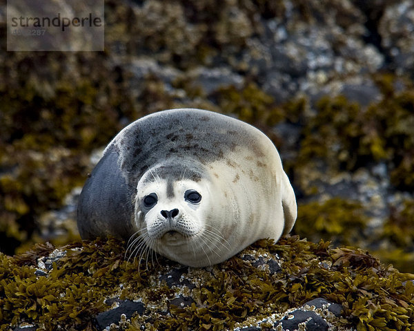 Harbor Dichtungen sitzt auf den Felsen entlang Kukak Bay  Katmai National Park  Südwesten Alaskas  Sommer