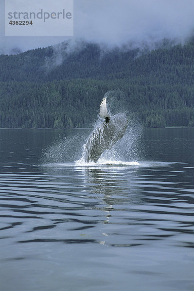 Buckelwal Verstoß gegen Südosten Alaskas