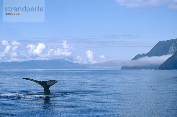 Humpback Whale's Tail südöstlichen Alaska