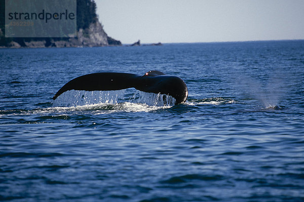 Humpback Wale schwimmen auf Oberfläche Kodiak-Archipel AK SW Sommer Afognak ist