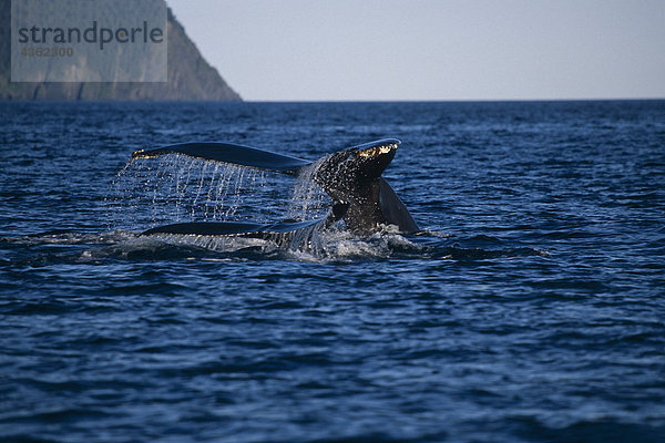 Humpback Wale schwimmen auf Oberfläche Kodiak-Archipel AK SW Sommer Afognak ist