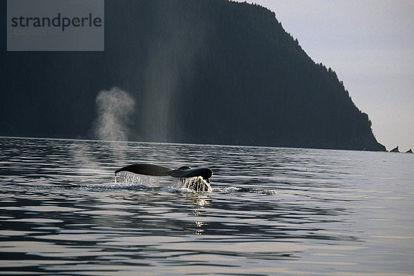 Buckelwal schwimmen auf Oberfläche Kodiak-Archipels AK SW Sommer Afognak ist