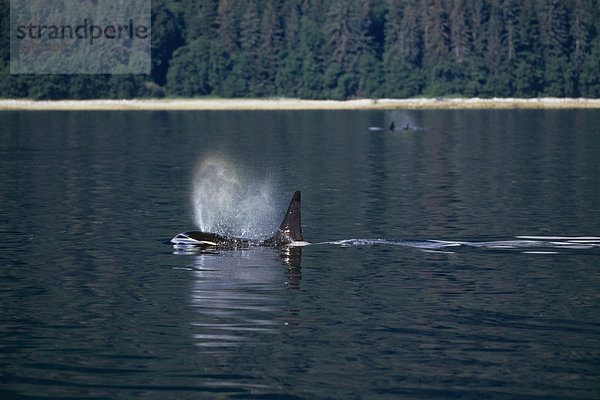 Orca-Wale schwimmen südöstlichen Alaska