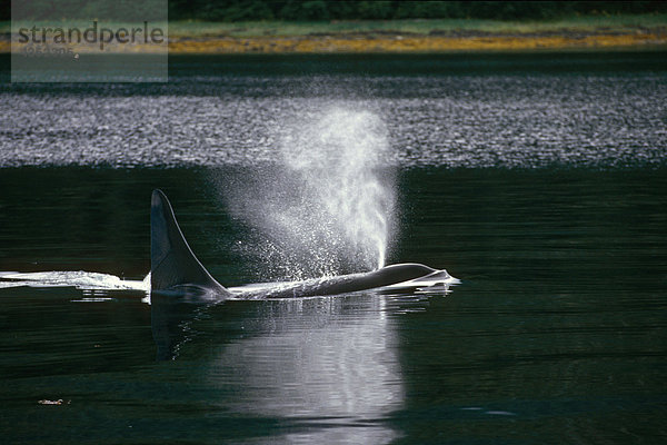 Orca-Wale schwimmen südöstlichen Alaska