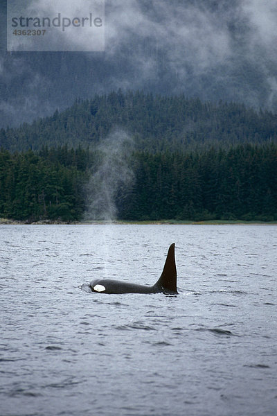 Orca-Wale schwimmen südöstlichen Alaska