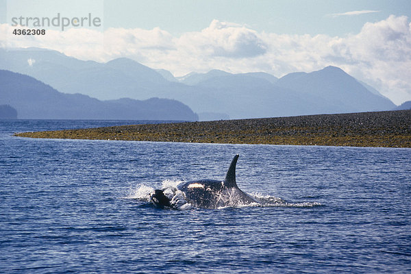 Kalb schwimmen südöstlichen Alaska