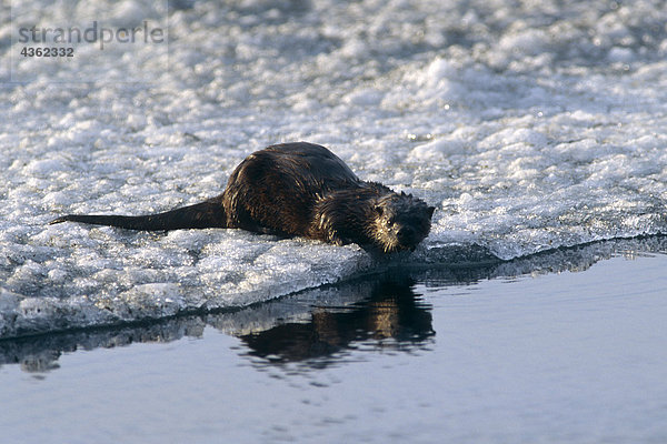 Fischotter am Rand der Paxson See Alaska Winter