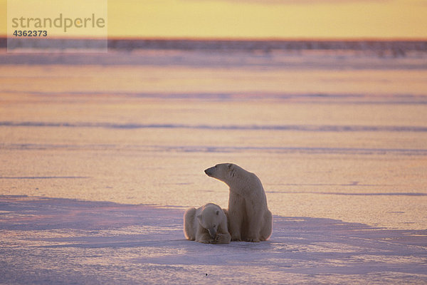 Paar von Eisbären Cape Churchill Kanada