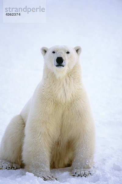 Portrait von Polar Bear Cape Churchill Kanada