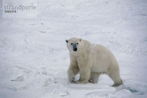 Eisbär auf Pack Eis Cape Churchill Kanada