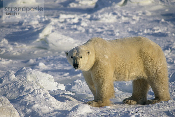 Eisbär auf Pack Eis Cape Churchill Kanada