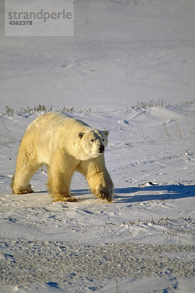 Eisbär auf Pack Eis Cape Churchill Kanada