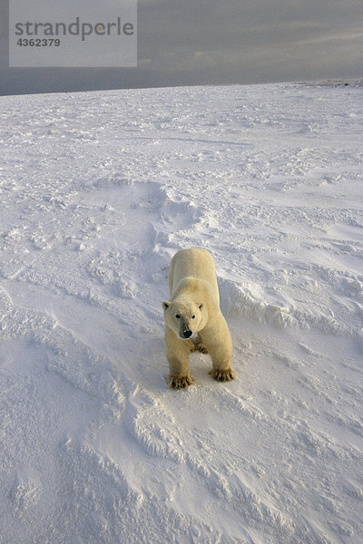 Eisbär auf Pack Eis Cape Churchill Kanada