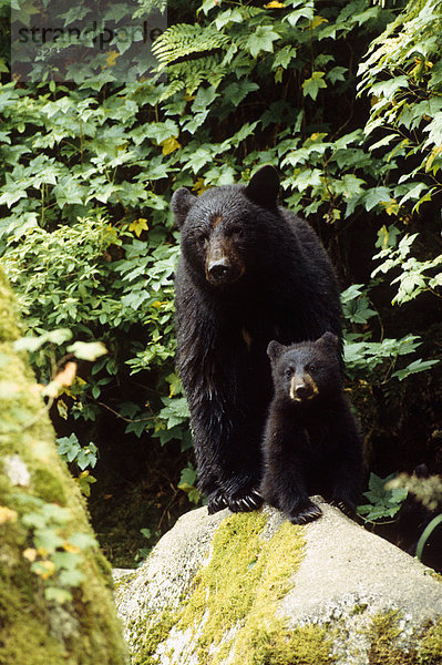 Cub Tongass Natl Forest SE AK Sommer scenic