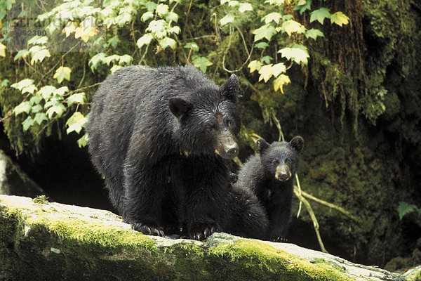 Cub auf Rock Tongass NF SE AK Sommer