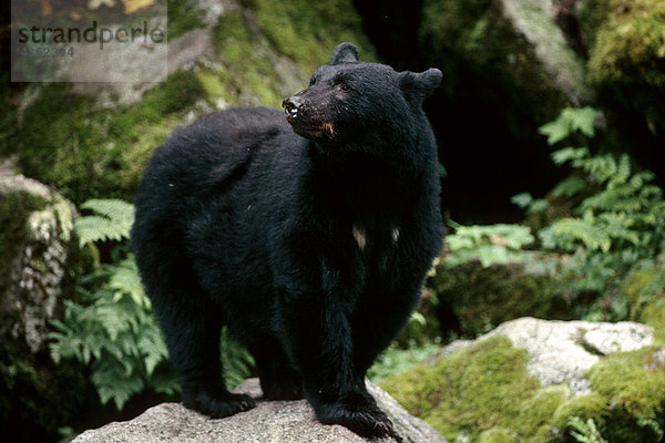 Schwarze Bär Tongass National Forest SE AK