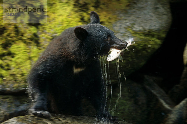 Schwarzer Bär mit Lachs Tongass NF Sommer SE AK