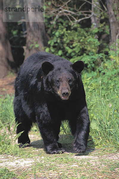 Wandern im Wald in der Nähe der Grenze zu Kanada Alaska Schwarzbär