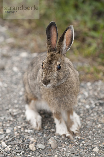Snowshore Hare sitzen auf dem Boden in Teklanika Campingplatz  Denali-Nationalpark und Schutzgebiet  Alaska Interior  Sommer