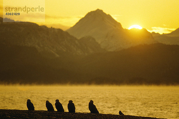 Silhouette der Eagles @ Sonnenuntergang Alaska