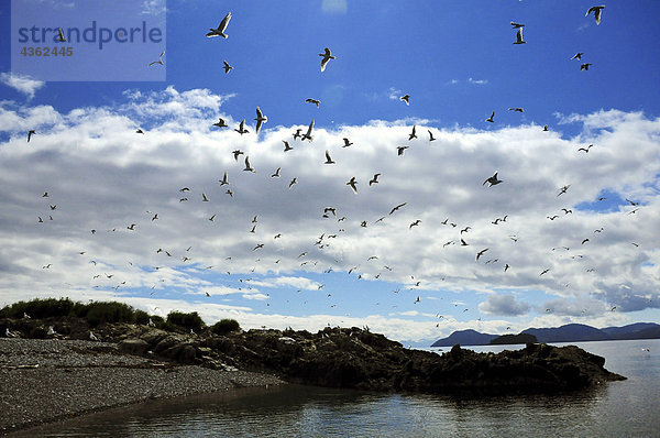 Meer Möwen fliegen über der Küstenlinie des Prince William Sound  Alaska