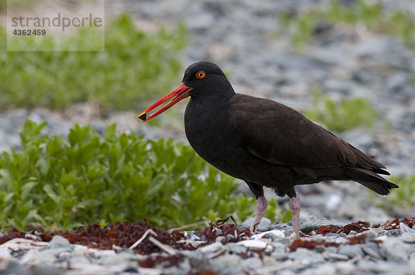 Nahaufnahme der Oyster Catcher in Kukak Bay  Katmai National Park  Südwesten Alaskas  Sommer