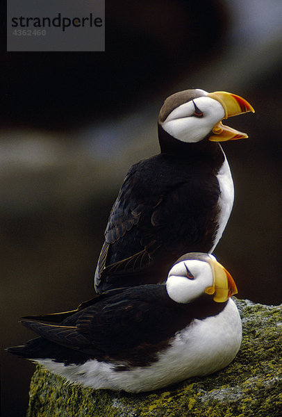 Gehörnter Puffin Paar auf Rock Round Island Alaska