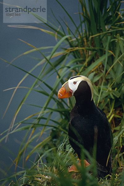 St Lazariais Natl Tierschutzgebiet getuftet Puffin SE AK