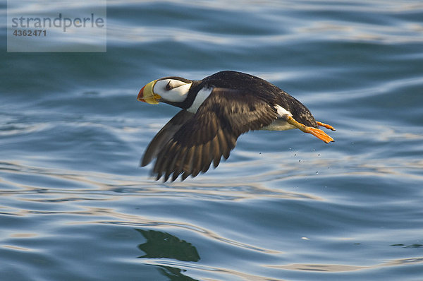 Ein Hornlund nimmt Flug aus den Gewässern der Kenai Fjords-Nationalpark  South Central Alaska  Sommer