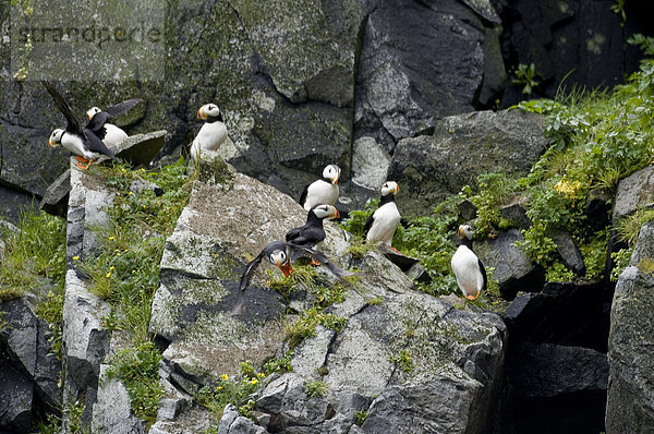 Eine Herde auf gehörnten Papageientaucher ruhen auf einem Felsvorsprung Rock in Hallo Bay  Katmai National Park  Südwesten Alaskas  Sommer