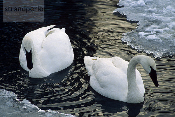 Trompeter Schwäne Schwimmen in Eis bedeckte Teich Alaska