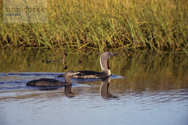 Red-Throated Loon und jungen schwimmen auf See Alaska