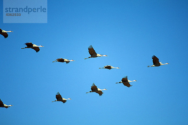 Kraniche im Flug Migration von New Mexico