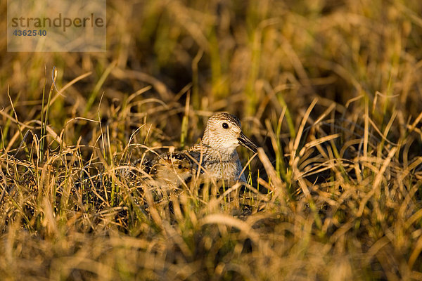 Alpenstrandläufer und Chick versteckt in Segge Wiese. Teshekpuk See. National Petroleum Reserve. Frühling AR Alaska.